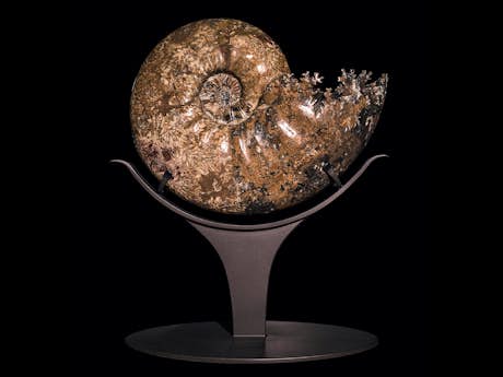 Großer polierter Ammonit Pachydiscus